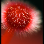 Čínska Ruža. . . to male mrňavé na konci :-)