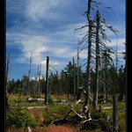 Černohorské rašeliniště - Krkonoše