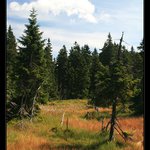 Černohorské rašeliniště - Krkonoše II.