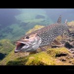 Štika II - snídaně