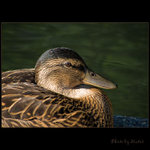 "Z profilu prosím!"