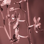 Orchidea