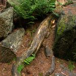 Z mechu a kapradí ;)