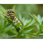 ..Nerušit! svačím..