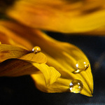 .. Stůj nebo spadneš!..