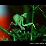 Chéj ty máš problém?