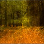 Les ve snu viděti..