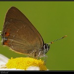 Ostruháček kapinicový