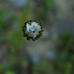 hamblivá margarétka