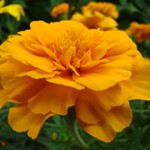 kvetinka fakt krasna farba