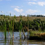 Stopa kanady v českém podkrušnohoří
