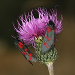  setkání na bodláku