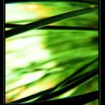 lietajuce ihlicie :)