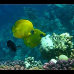 Zátiší s klipkami