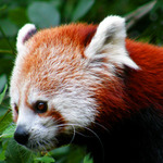 panda červená