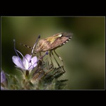 Čichám, čichám dobrotu :-)