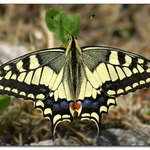 Vidlochvost feniklový