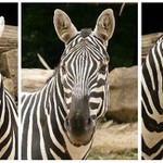 z vězeňské kartotéky