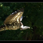 .. a hele, nějaký jídlo...