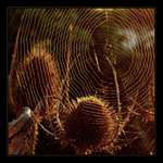 když den začíná III aneb pasti pasti pastičky...