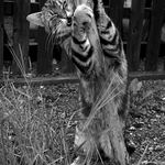 Pravá šelma z beskydské hospůdky :)