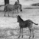 Všude samé pruhy***