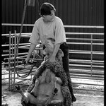 Stříhání ovcí Zlobice