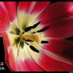 Disco Flower