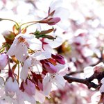 Cherry Blossom