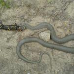 ale ten mensi prece jen prezil...