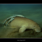 dugong