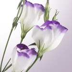 Eustoma