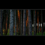 ... zapadající les ...