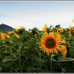 V záplavě slunečnic