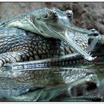 ... HA HA HA HA HA ...