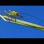 Cikádí provazochodec