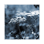 z alpských luk a patvin