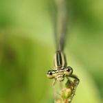 Soustředěný pohled