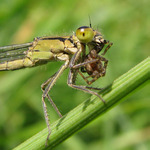 Šidélko vs. pavouček
