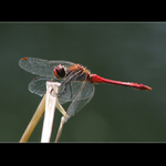Vážka rudá