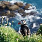 Papuchalk bělobradý