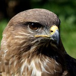:: BirD ::