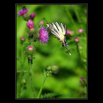 V Bodláčí je fajn...