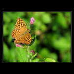 Jen si trošku prohřeju křídla a hned zase poletím...