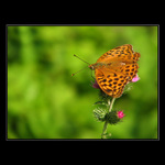 Natankuju a letím....