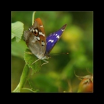 Dúhovec  menší  (batolec) I