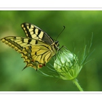 Vidlochvost feniklový ( Papilio machaon L.) IV