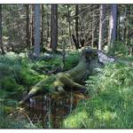 pařez a mechové jezírko na Rejvízu