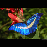 Morpho helena...