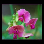 ... Lesní kvítí ...